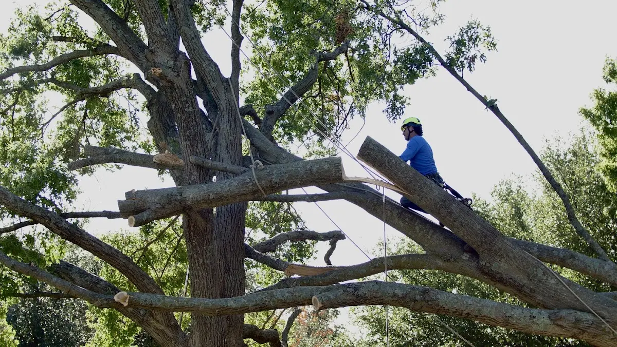 Professional Crown Thinning performed by certified arborists in Bound Brook
