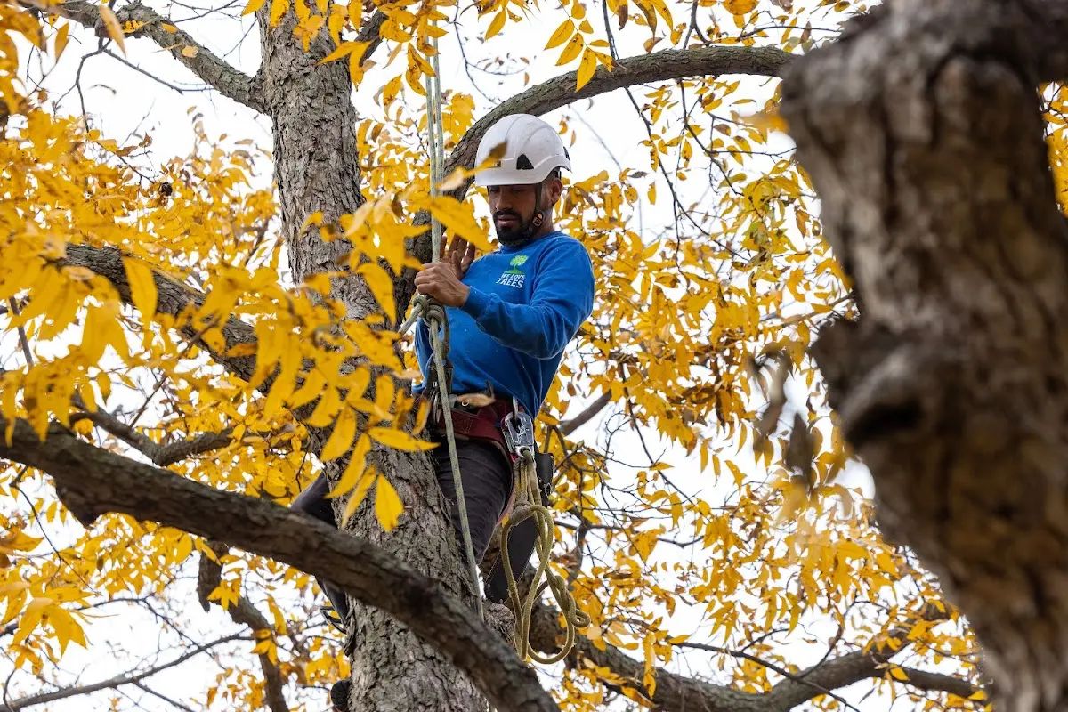 Skilled Storm Damage Cleanup crew working in Bound Brook