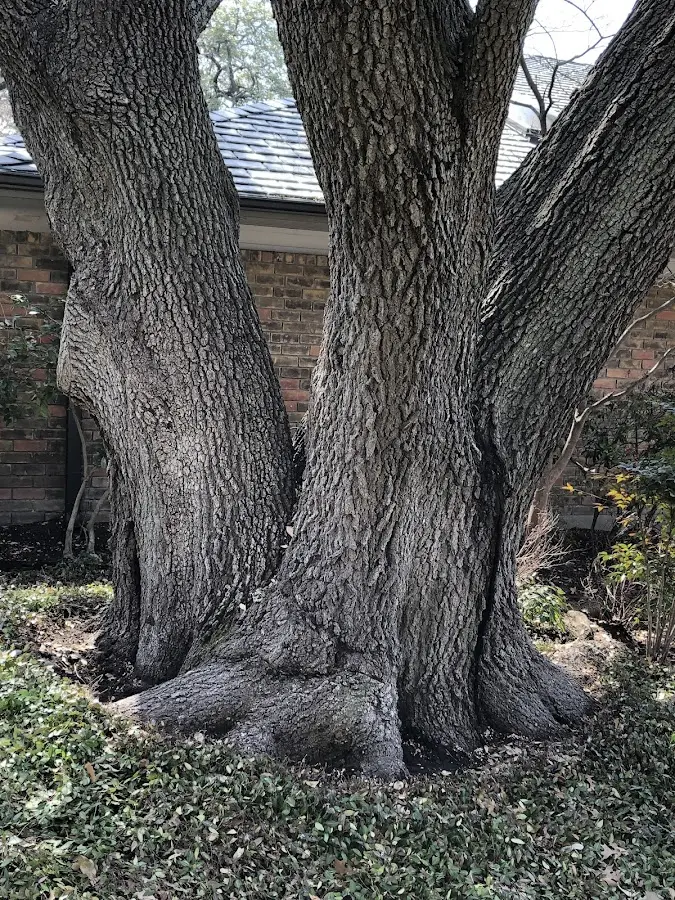 Mature heritage tree close to a Bound Brook property cared for by certified arborists